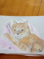 /album/chats/photo-091-jpg1/